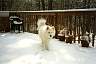 Blizzard in snow