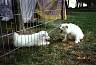 Bliz barks