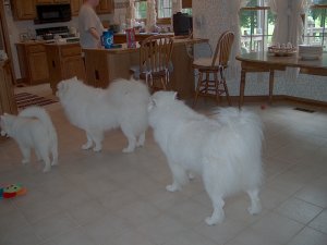 Poochies